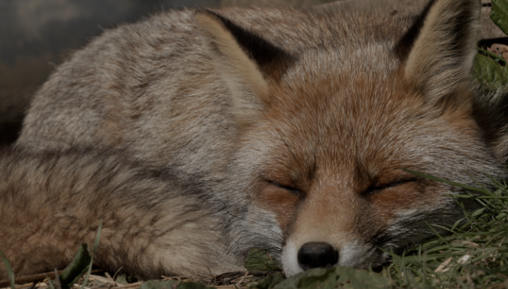 Ciné-débat court-métrage "Un Roman de renard"